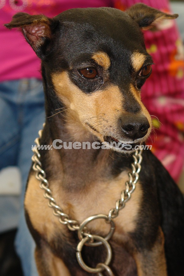 Exhibición Canina Pro plan Cuenca 2008