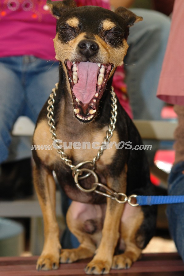 Exhibición Canina Pro plan Cuenca 2008