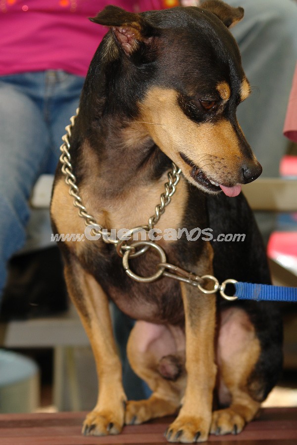 Exhibición Canina Pro plan Cuenca 2008