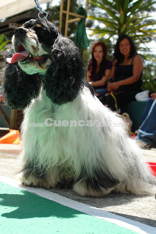 Exhibición Canina Pro plan Cuenca 2008