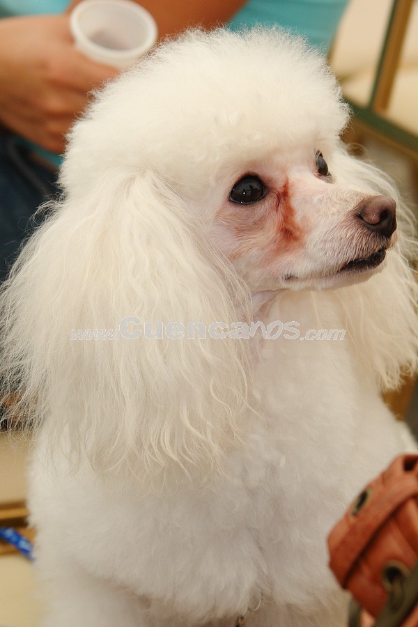 Exhibición Canina Pro plan Cuenca 2008