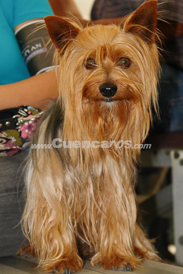 Exhibición Canina Pro plan Cuenca 2008
