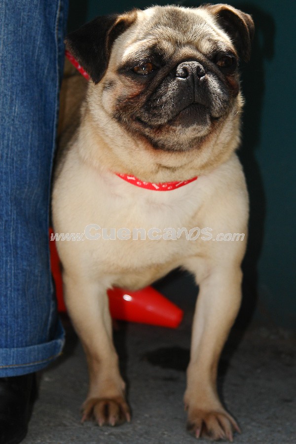 Exhibición Canina Pro plan Cuenca 2008