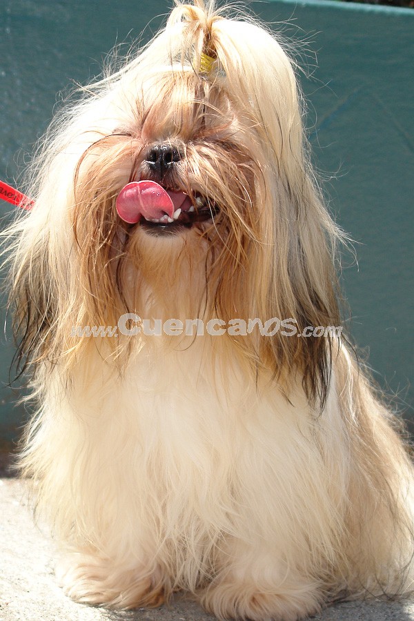 Exhibición Canina Pro plan Cuenca 2008