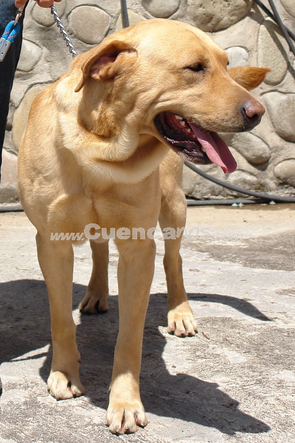 Exhibición Canina Pro plan Cuenca 2008