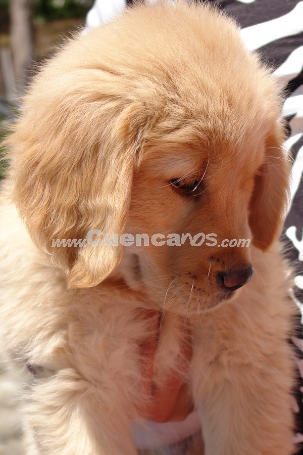 Exhibición Canina Pro plan Cuenca 2008