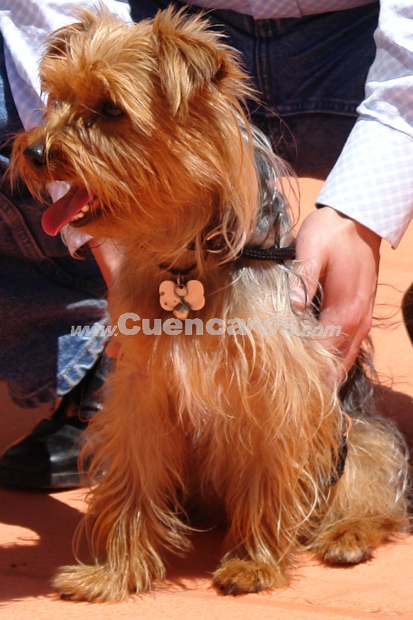 Exhibición Canina Pro plan Cuenca 2008