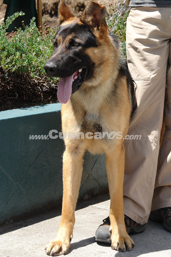 Exhibición Canina Pro plan Cuenca 2008
