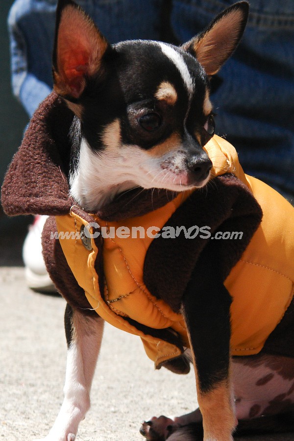 Exhibición Canina Pro plan Cuenca 2008