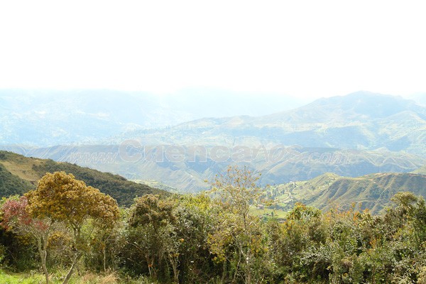 Caminata al Bosque de Aguarongo