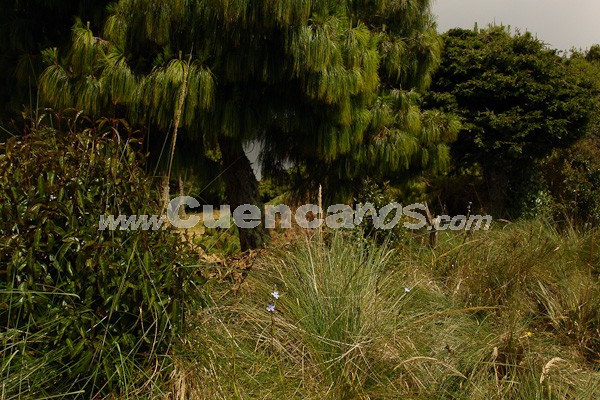 Caminata al Bosque de Aguarongo