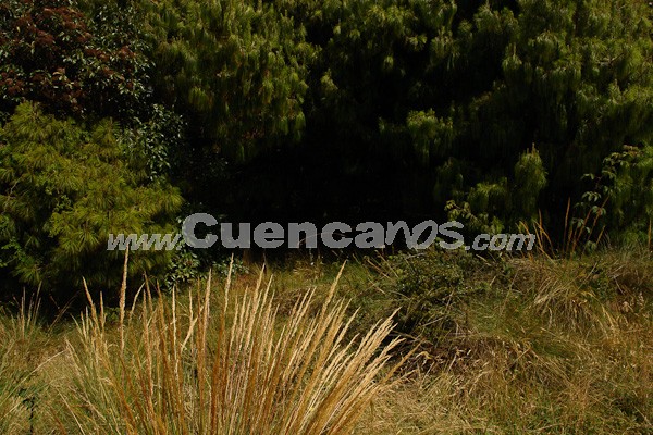 Caminata al Bosque de Aguarongo