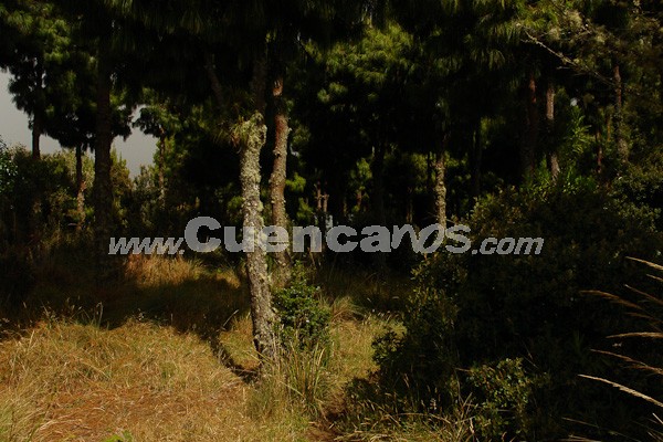 Caminata al Bosque de Aguarongo