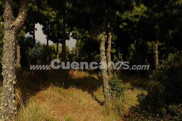 Caminata al Bosque de Aguarongo