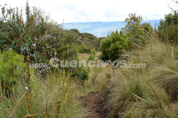 Caminata al Bosque de Aguarongo