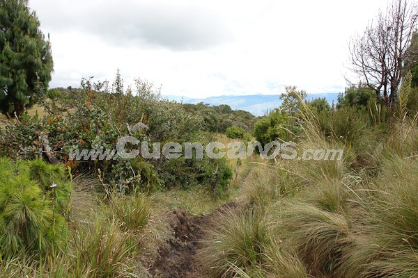 Caminata al Bosque de Aguarongo
