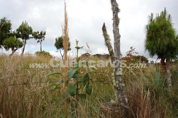 Caminata al Bosque de Aguarongo