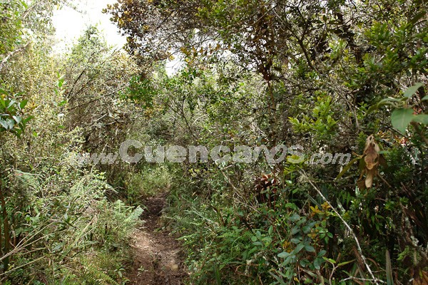 Caminata al Bosque de Aguarongo