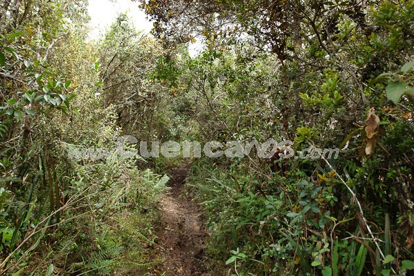 Caminata al Bosque de Aguarongo