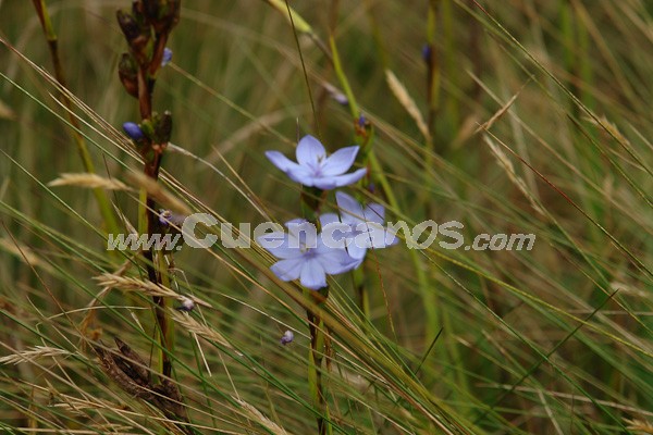 Caminata al Bosque de Aguarongo