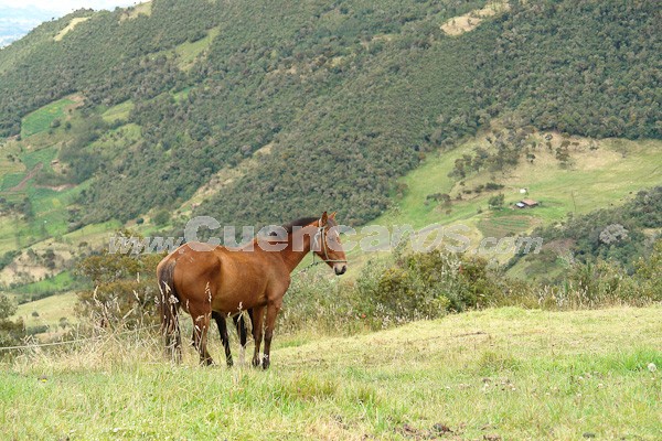 Caminata al Bosque de Aguarongo