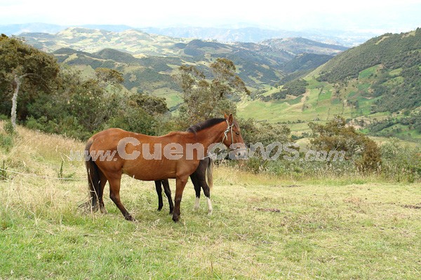 Caminata al Bosque de Aguarongo
