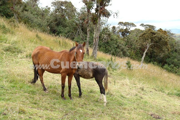 Caminata al Bosque de Aguarongo