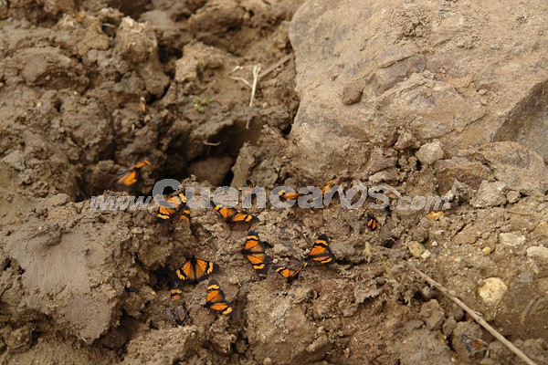 Caminata al Bosque de Aguarongo
