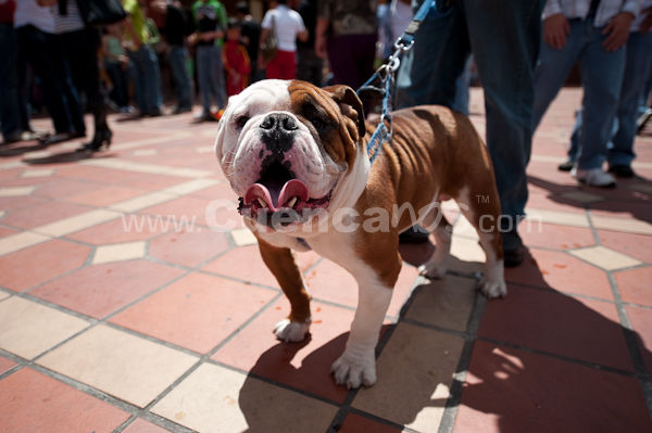 Festival Canino Mall 2009