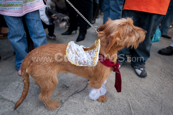 Festival Canino Mall 2009