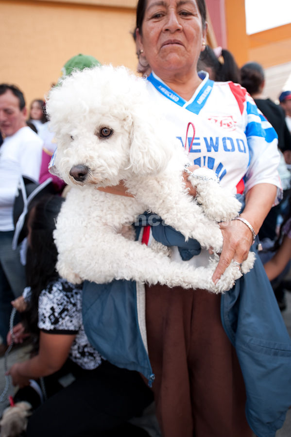 Festival Canino Mall 2009