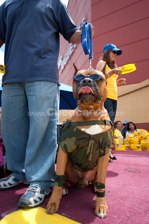 Festival Canino Mall 2009