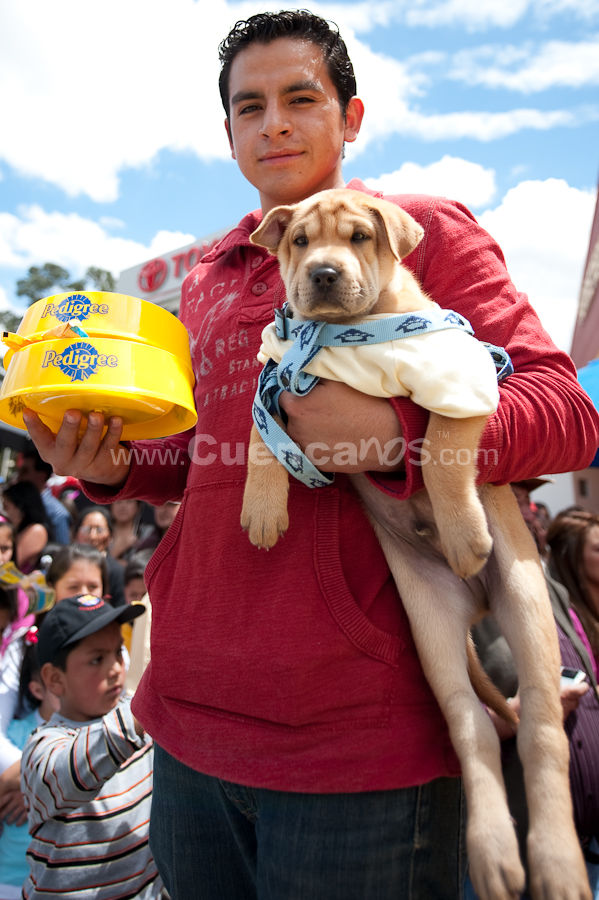 Festival Canino Mall 2009