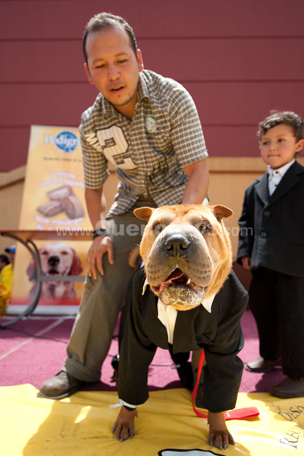 Festival Canino Mall 2009