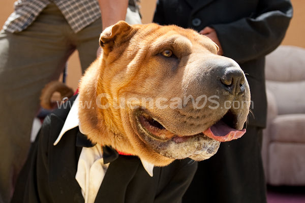 Festival Canino Mall 2009
