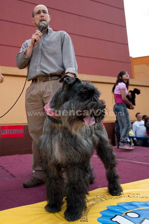 Festival Canino Mall 2009