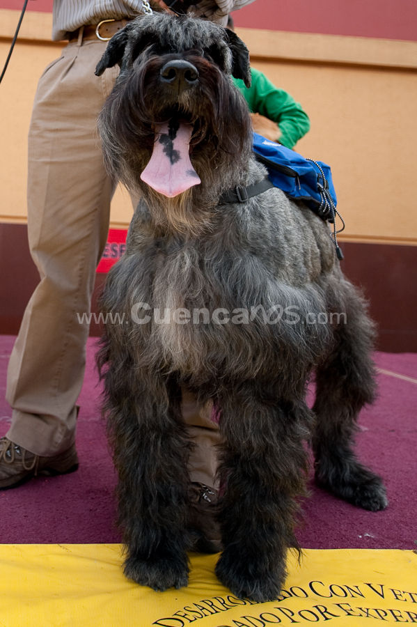 Festival Canino Mall 2009