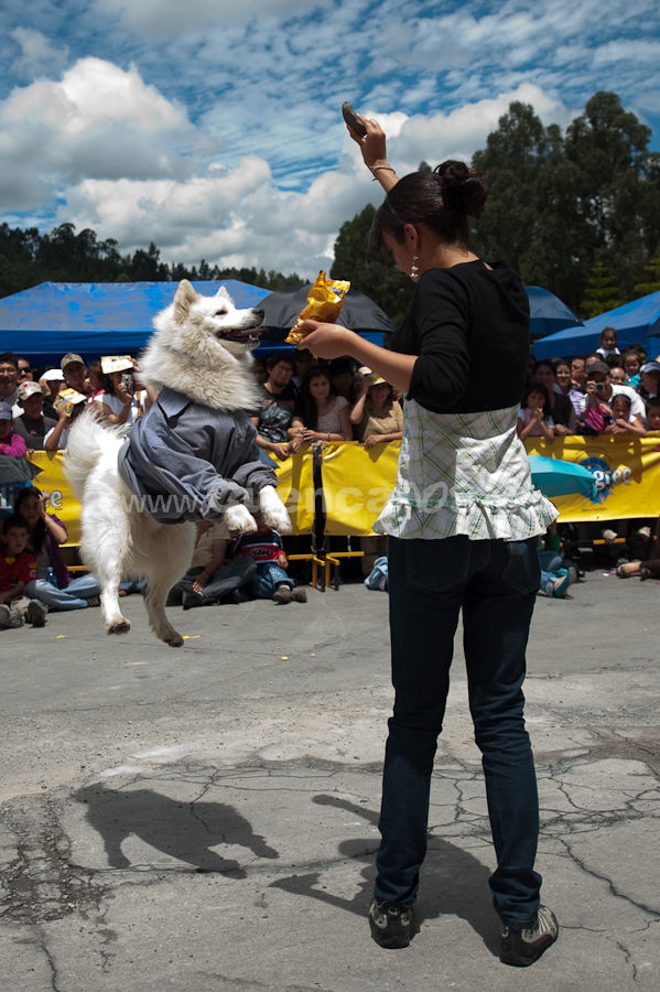 Festival Canino Mall 2009