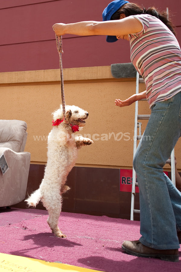 Festival Canino Mall 2009