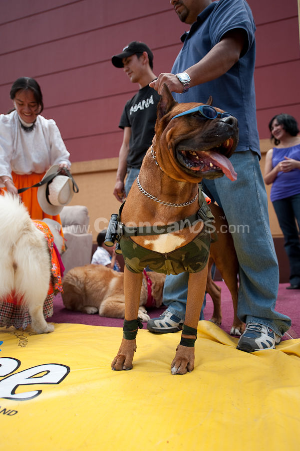 Festival Canino Mall 2009