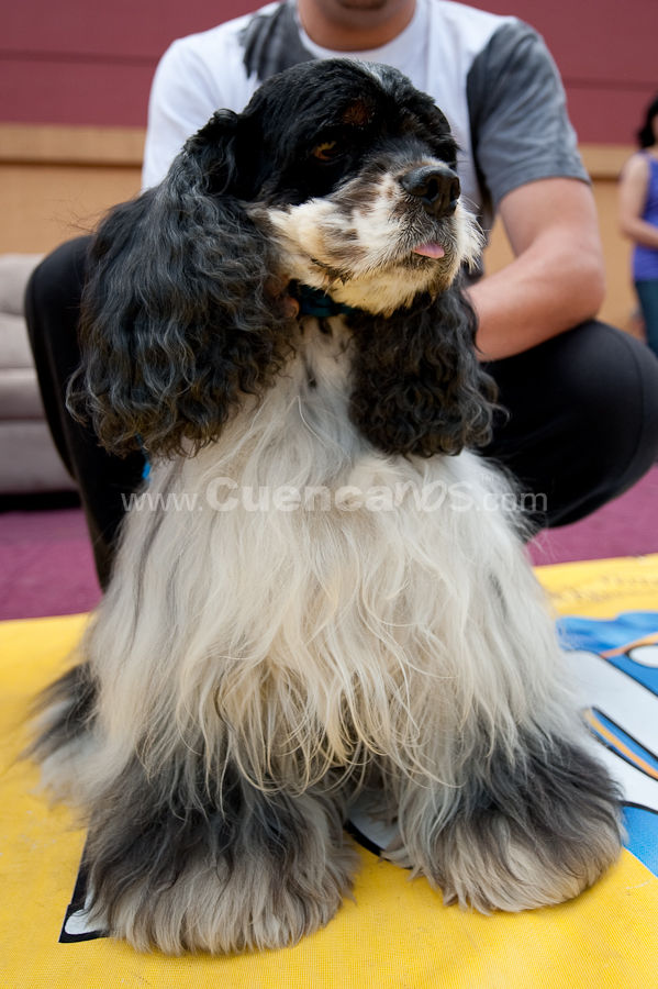 Festival Canino Mall 2009