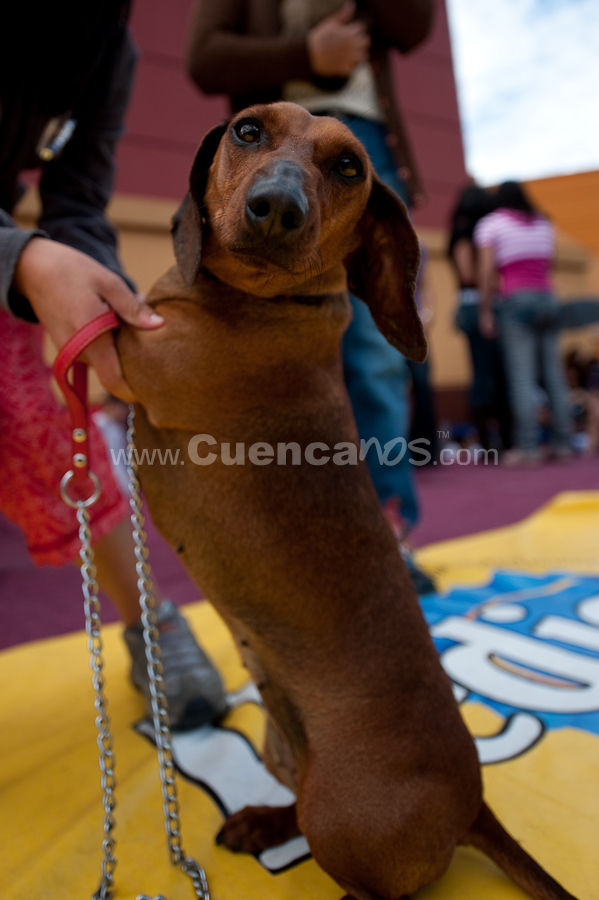 Festival Canino Mall 2009