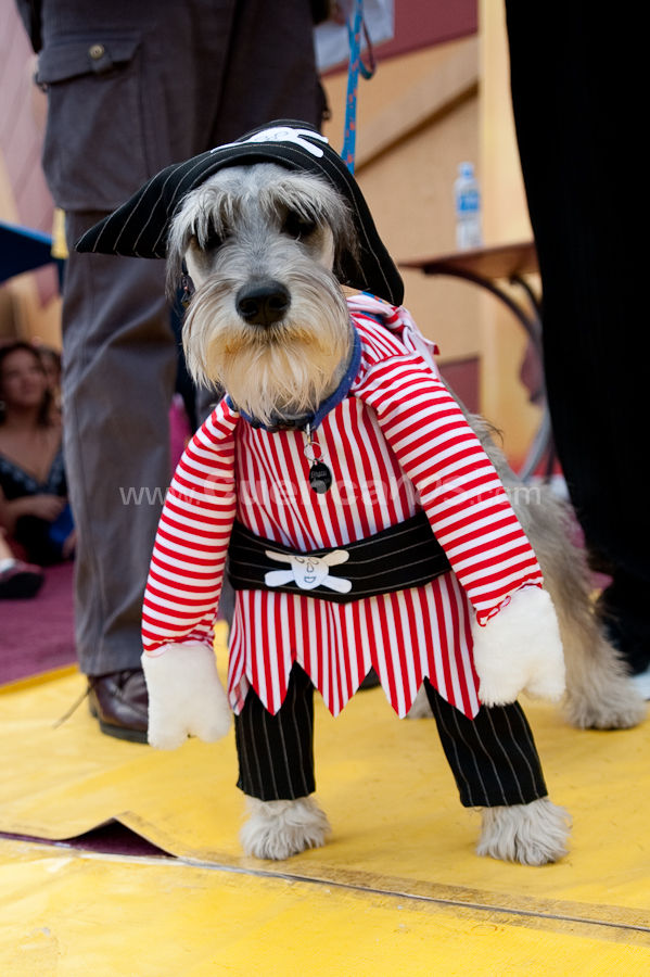 Festival Canino Mall 2009