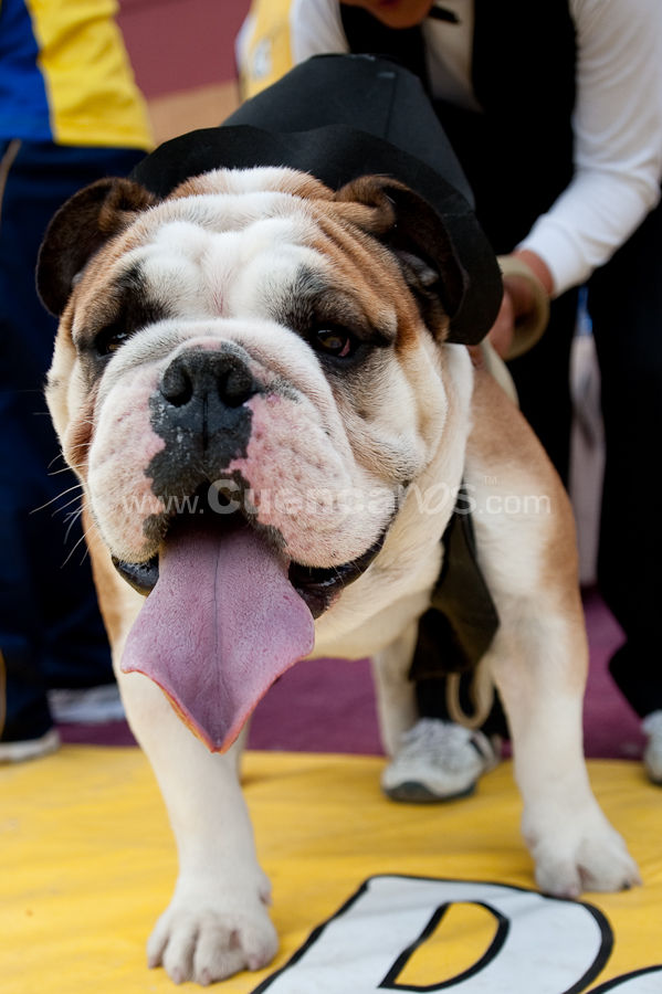 Festival Canino Mall 2009