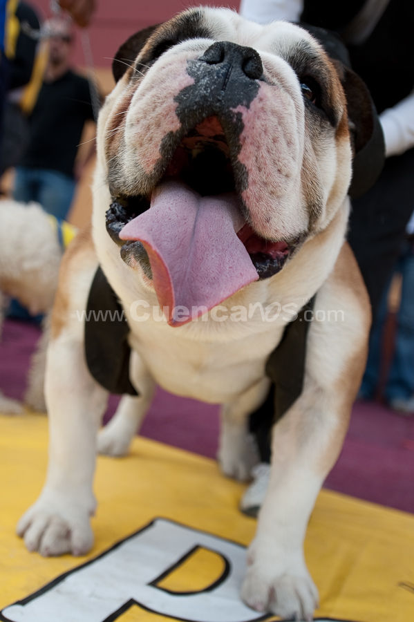 Festival Canino Mall 2009