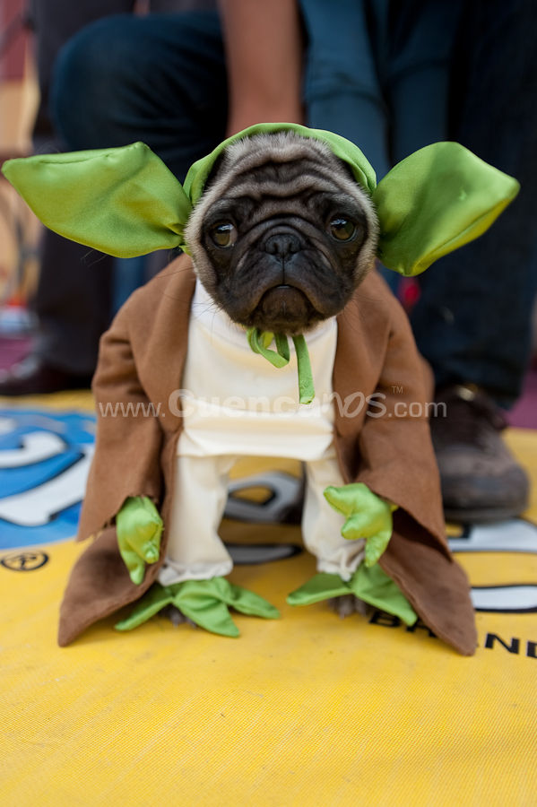 Festival Canino Mall 2009