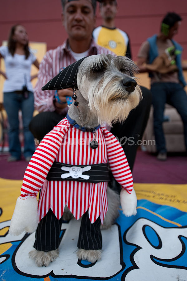 Festival Canino Mall 2009