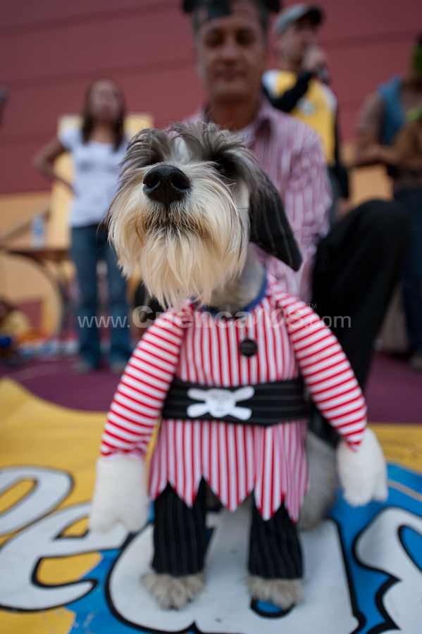 Festival Canino Mall 2009