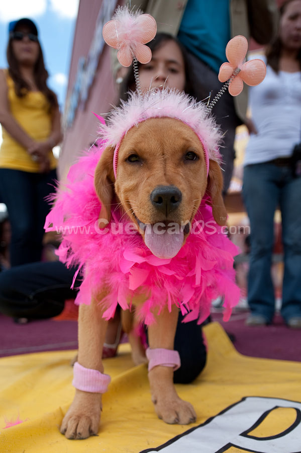 Festival Canino Mall 2009