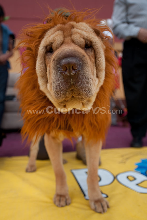 Festival Canino Mall 2009